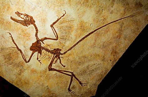 microraptor fossils